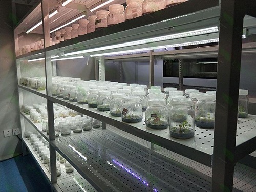 霸州植物组织培养实验室设计建设方案